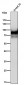 Anti-CD19 Rabbit Monoclonal Antibody